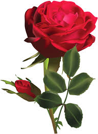 These free images are pixel perfect to fit your design and available in both png and vector. Rosa Roja Png Rosa Roja En Png Is A Free Transparent Png Image Search And Find More On Vippng Rose Rosse Fiori Rose