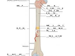 Knee synovial joint blank diagram. Long Bone Diagram To Label Diagram Design Sources Wires State Wires State Nius Icbosa It