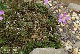 Image result for Anacampseros subnuda