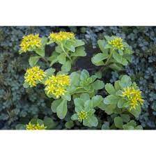 See more ideas about sedum, succulents, planting succulents. Sedum Kamtschaticum Pflanzen Fur Dich De 3 70