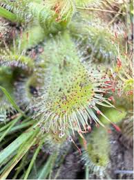 Image result for Lessertia pauciflora