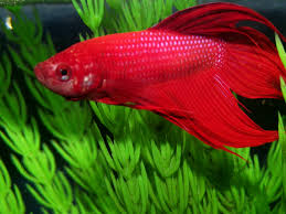 Cichlids Com Red And Pink Veiltail Betta
