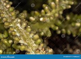 Image result for Adenia lobata