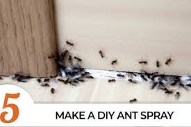 Had to get rid of them immediately. Top 5 Diy Ways To Get Rid Of Ants 6 Steps Instructables