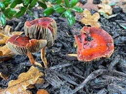 Image result for Eulophia hirschbergii