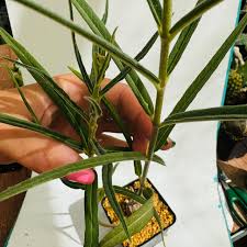 Image result for Stathmostelma