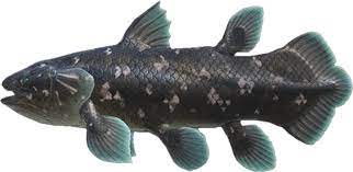From wikipedia, the free encyclopedia. Coelacanth Animal Crossing Wiki Nookipedia