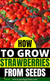 How To Grow Strawberry From Seeds At Home Slick Garden Growing Strawberries Vertically Growing Strawberries Strawberry Plants