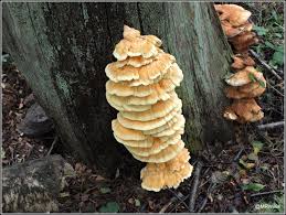 Maybe you would like to learn more about one of these? Mark S Veg Plot Chicken Of The Woods