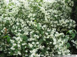 Seringat Jasmin Des Poetes Philadelphus Avec Images Arbustes De Jardin Macif De Fleurs Arbuste