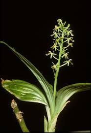 Image result for Liparis