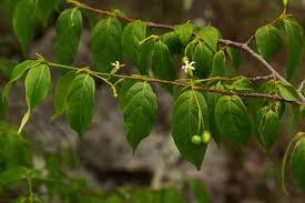 Image result for Rytigynia sp. N