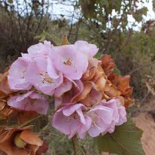 Image result for Dombeya burgessiae