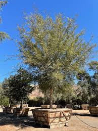 Image result for Ulmus