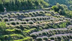 Lavender Of Hvar Island Cycling And Adventure Travel Croatia