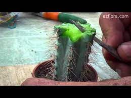 This is how cacti grafting is done the right way and is explained scientifically. Grafting Cactus Grafted Cactus Grafting Plants Cactus Farm