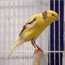 Di jual kenari f1ys prestasi 081224663077. Harga Kenari F1ys Terbaru Agustus 2021 Biggo Indonesia