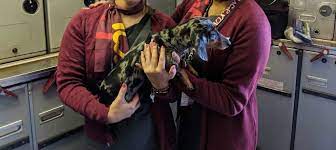 Air canada permits pet owners to travel with dogs of a certain breed. Air Canada Pet Policy Official Airline Guidelines Review