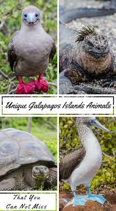 Unique Galapagos Islands Animals You Must See Galapagos Islands Animals Animal Experiences Galapagos Islands