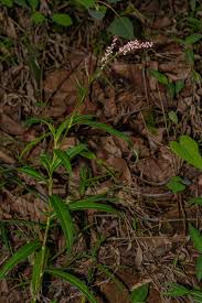 Image result for Persicaria decipiens