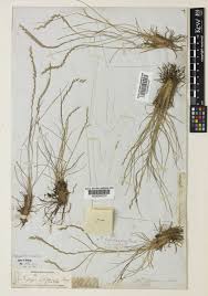 Image result for Tripogon