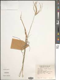 Image result for Panicum heterostachyum