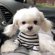 Cutest Maltese Ever Cute Baby Animals Cute Animals Baby Dogs