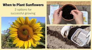 To protect the plant, it may help to put snail or slug bait around the stem. When To Plant Sunflowers 3 Options For Lots Of Beautiful Blooms