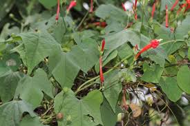 Image result for Ipomoea hederifolia