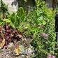 Gardening 11am event image