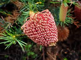 Image result for Walleria nutans