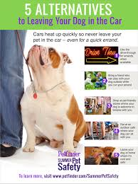 Infographic 5 Fun Alternatives To Leaving Your Dog In The