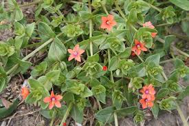 Image result for Anagallis