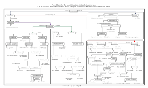 a flow chart for the identification of staphylococcus