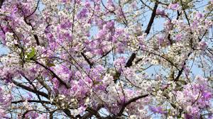 Within the university's selections of hardy flowering trees, some of the most desirable characteristics are varied and attractive foliage, interesting bark, and fruit for humans and wildlife. Small Purple Flowers With A Beautiful Bush Pink Violet Flower Blossom On Its Tree In Springtime Pink Flower Petal Pink Flowers Azalea Flowers White Flowers Natural Flowers Azalea Flower Stock Photo Picture And Royalty