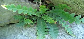 Image result for Cheilanthes schimperi