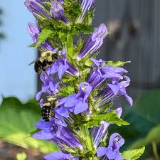 Image result for Lobelia minutula