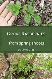 Consider the desired end result. Propagating Raspberries From Suckers A Traditional Life