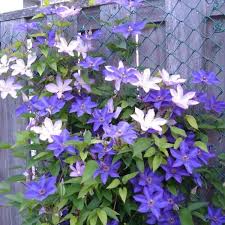Check spelling or type a new query. Clematis Fujimusume Climbing Clematis