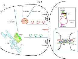 In animal cell the cell division was studied in the form of segmentation division or cleavage by when the plasticity is lost, the organism undergoes the process of aging yet when the process of division cytokinesis starts by the appearance of a shallow furrow 111 the cytoplasm at the equator of the. Https Www Karger Com Article Pdf 343301