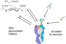 Why Glycosylation Matters In Building A Better Flu Vaccine Sciencedirect