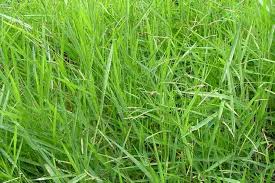 Image result for Urochloa oligobrachiata