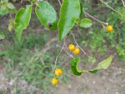 Image result for Ehretia