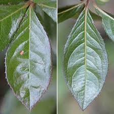 ヤブコウジ Ardisia Japonica サクラソウ科 Primulaceae ヤブコウジ属 三河の植物観察