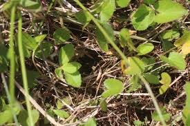 Image result for Centella glabrata
