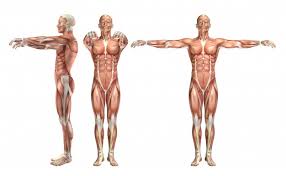 Download Muscle Images Free Vectors Stock Photos Psd