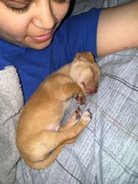 Chihuahua puppy revived by owner