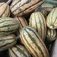 Champlain Islands Farmers Market Harvest Fest