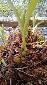 Image result for Eulophia hirschbergii