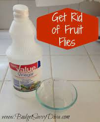Get Rid Of Fruit Flies With Vinegar Fruit Flies Cleaning Hacks Household Cleaning Tips